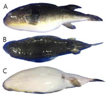 검복(Takifugu porphyreus)의 외부형태 (A: 옆쪽, B: 등쪽, C: 배쪽)