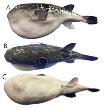자주복(Takifugu rubripes)의 외부형태 (A: 옆쪽, B: 등쪽, C: 배쪽)