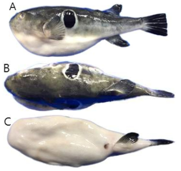 참복(Takifugu chinensis)의 외부형태 (A: 옆쪽, B: 등쪽, C: 배쪽)