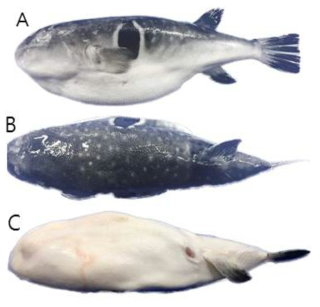 흰점참복(Takifugu pseudommus)의 외부형태 (A: 옆쪽, B: 등쪽, C: 배쪽)