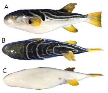 까치복(Takifugu xanthopterus)의 외부형태 (A: 옆쪽, B: 등쪽, C: 배쪽)