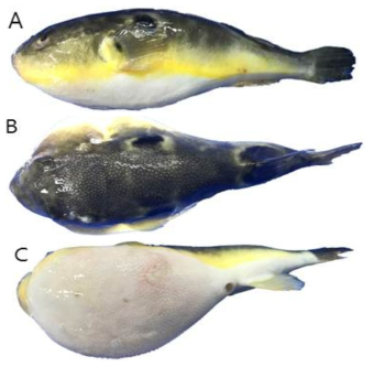 황복(Takifugu obscurus)의 외부형태 (A: 옆쪽, B: 등쪽, C: 배쪽)