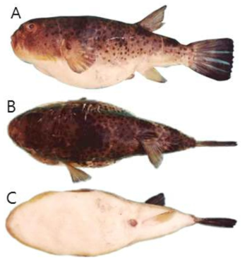 눈불개복(Takifugu chrysops)의 외부형태 (A: 옆쪽, B: 등쪽, C: 배쪽)