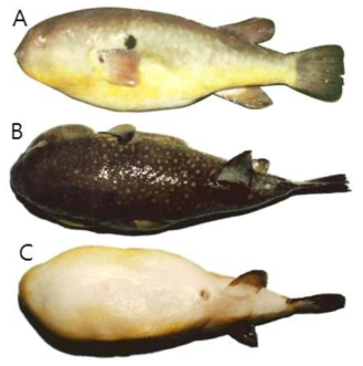 황점복(Takifugu flavidus)의 외부형태 (A: 옆쪽, B: 등쪽, C: 배쪽)