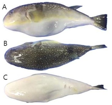 국매리복(Takifugu vermicularis)의 외부형태 (A: 옆쪽, B: 등쪽, C: 배쪽)