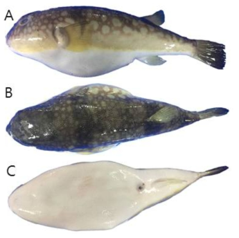 황해흰점복(Takifugu alboplumbeus)의 외부형태 (A: 옆쪽, B: 등쪽, C: 배쪽)