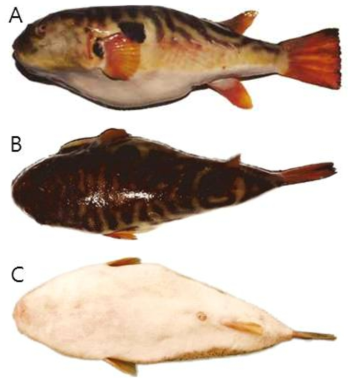 두점박이복(Takifugu bimaculatus)의 외부형태 (A: 옆쪽, B: 등쪽, C: 배쪽)