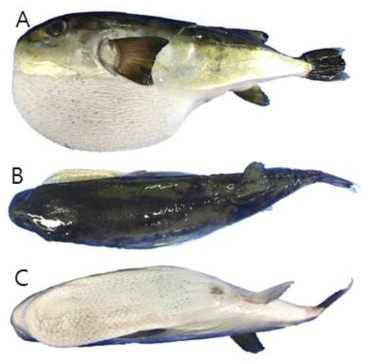 흑밀복(Lagocephalus gloveri)의 외부형태 (A: 옆쪽, B: 등쪽, C: 배쪽)