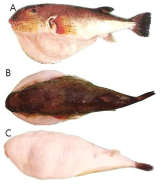 민밀복(Lagocephalus inermis)의 외부형태 (A: 옆쪽, B: 등쪽, C: 배쪽)