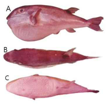 밀복(Lagocephalus lunaris)의 외부형태 (A: 옆쪽, B: 등쪽, C: 배쪽)