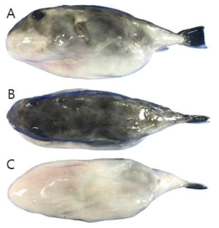 불룩복(Sphoeroides pachygaster)의 외부형태 (A: 옆쪽, B: 등쪽, C: 배쪽)