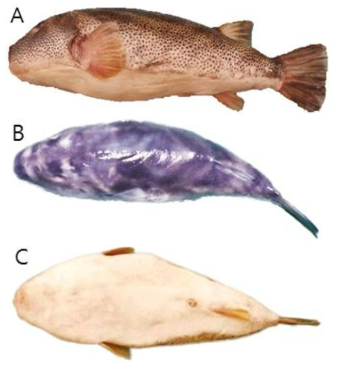 둥근무늬불룩복(Sphoeroides annulatus)의 외부형태 (A: 옆쪽, B: 등쪽, C: 배쪽)