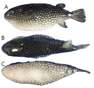 별복(Arothron firmamentum)의 외부형태 (A: 옆쪽, B: 등쪽, C: 배쪽)