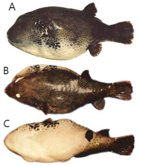 꺼끌복(Arothron stellatus)의 외부형태 (A: 옆쪽, B: 등쪽, C: 배쪽)