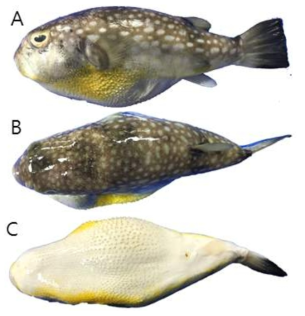 첼로복(Chelonodon patoca)의 외부형태 (A: 옆쪽, B: 등쪽, C: 배쪽)