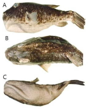 줄무늬복(Feroxodon multistriatus)의 외부형태 (A: 옆쪽, B: 등쪽, C: 배쪽)