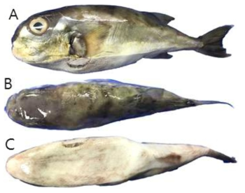 Lagocephalus spadiceus (국명가칭 : 금무늬밀복)의 외부형태 (A: 옆쪽, B: 등쪽, C: 배쪽)