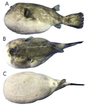 Arothron immaculatus (국명가칭 : 안개꺼끌복)의 외부형태 (A: 옆쪽, B: 등쪽, C: 배쪽)