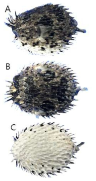 가시복(Diodon holocanthus)의 외부형태 (A: 옆쪽, B: 등쪽, C: 배쪽)