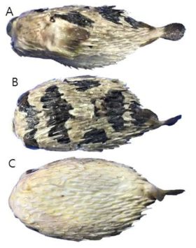 리투로가시복(Diodon liturosus)의 외부형태 (A: 옆쪽, B: 등쪽, C: 배쪽)