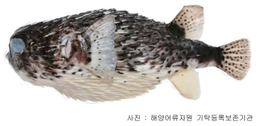 잔점박이가시복(Diodon hystrix)의 외부형태