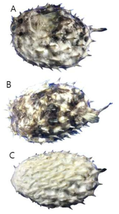 강담복(Chilomycterus reticulatus)의 외부형태 (A: 옆쪽, B: 등쪽, C: 배쪽)