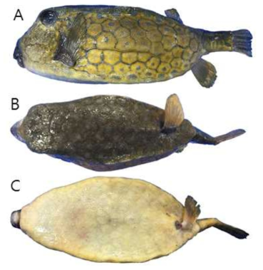 거북복(Ostracion immaculatus)의 외부형태 (A: 옆쪽, B: 등쪽, C: 배쪽)