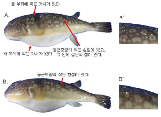 흰점복(Takifugu poecilonotus)과 황해흰점복(Takifugu alboplumbeus)의 외부형태 비교 (A, A´: 흰점복; B, B´: 황해흰점복)