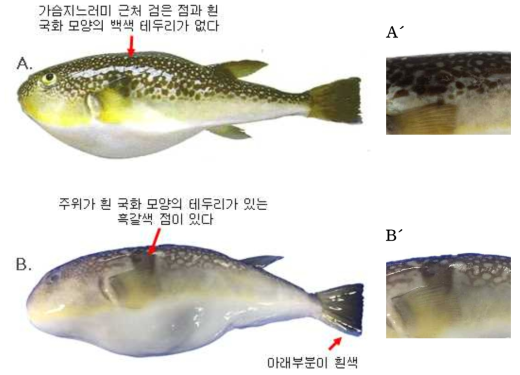 매리복(Takifugu snyderi)과 국매리복(Takifugu vermicularis)의 외부형태 비교(A, A´: 매리복; B, B´: 국매리복)