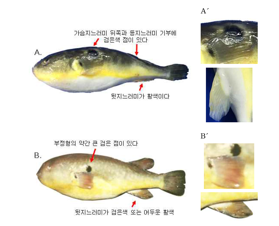 황복(Takifugu obscurus)과 황점복(Takifugu flavidus)의 외부형태 비교(A, A´: 황복; B, B´: 황점복)