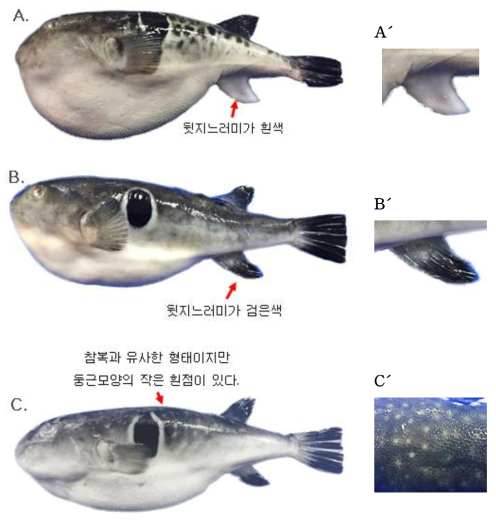 자주복(Takifugu rubripes)과 참복(Takifugu chinensis), 흰점참복(Takifugu pseudommus)의 외부형태 비교 (A, A´: 자주복 ; B, B´: 참복 ; C, C´: 흰점참복)