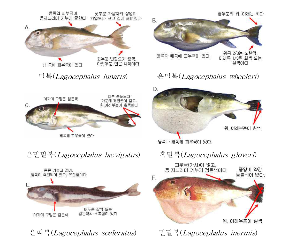 밀복屬(Lagocephalus) 유사종의 외부형태 비교 (A: 밀복; B: 은밀복; C: 은민밀복; D: 흑밀복; E: 은띠복; F: 민밀복)