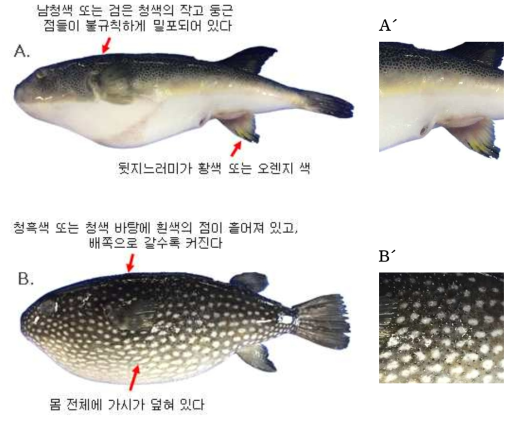 까칠복(Takifugu stictonotus)과 별복(Arothron firmamentum)의 외부형태 비교(A, A´: 까칠복; B, B´: 별복)