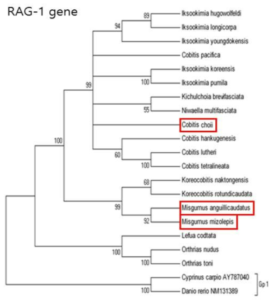 미꾸리과 어류의 Phylogenetic tree (RAG1)