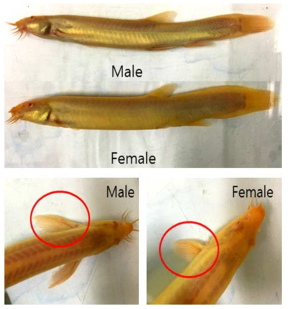 알비노 미꾸리(Misgurnus anguillicaudatus)의 외형 및 암·수구분