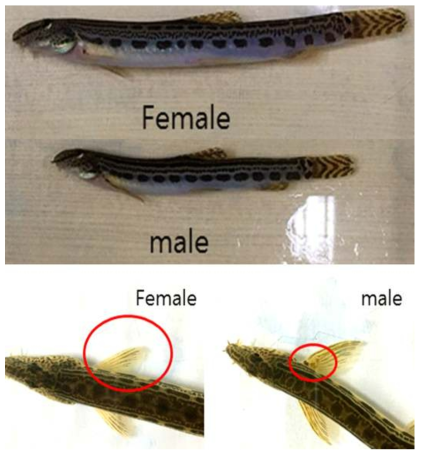 점줄종개(Cobitis lutheri)의 외형 및 암·수 구분