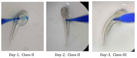 Class-Ⅱ 및 Ⅲ을 사용한 day-1에서 3까지 자어의 미세현미주입