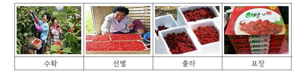 산딸기 수확, 선별, 출하 등 상품화 공정