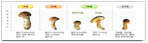 송이 등급규격 현장 규격기준 운영사례