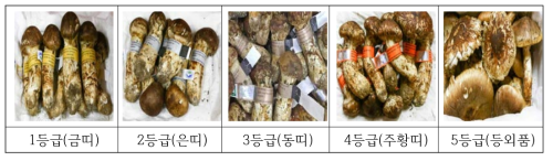 양양송이 등급규격별 분류 및 유통사례