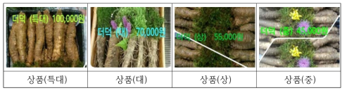 더덕 등급규격 운영사례