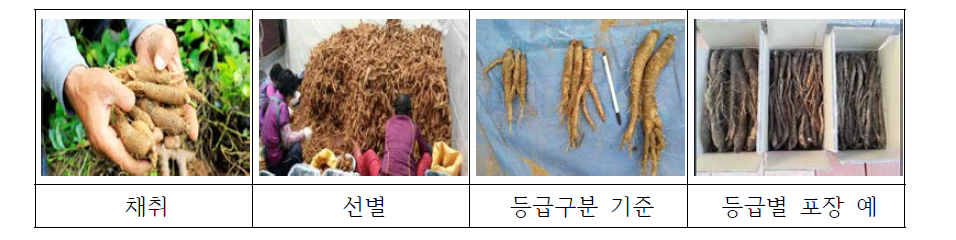 더덕 채취, 선별, 등급구분 등 상품화 공정