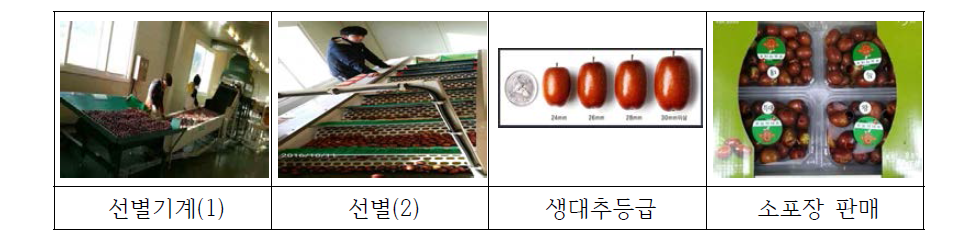 대추 선별, 정선 등 상품화 공정