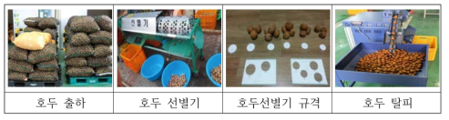 호두 출하, 선별, 탈피 등 상품화 공정