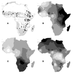 (A) Cattle distribution on the continent of Africa (gray shaded area) and locations of cattle populations sampled. The exclusion of cattle from large areas of the continent by desert and forest are obivous. Bos indicus breeds are denoted by solid squares ( ) and B. taurus breeds are shown by solid triangles ( ). (B) Synthetic map illustrating geographic variation of the first principal component (PC1). which accounts for 38% of the total allelic variation. This obeys a gradient that peaks (shown vy dardest shading) in East Africa and correlates with the level of B. indicus admixture, the result of a major secondary introduction to the continent. Madagascar also has a high value. (C) The PC2 variation (9.5%) is the major component of African B. taurus variation. It shows an arc of gradation extending from West Africa, passing through East Africa, and reaching the southern extreme of the continent. PC2 correlates with archaeological dates for the onset of herding in different regions, and it could represent the oldest major stratum of genetic differentiation within African B. taurus. (D) PC3 (6.6%) correlates with secondary B. taurus influence from Europe and the Near East. It shows a north-south gradient only in the northern part of the continent, with interesting exceptions in southern Africa. These are probably a more recent colonia legacy. The detection of this secondary influence in the minor B. taurus component of the variation lends support to an dindigenous origin for the earliest African domestic cattle