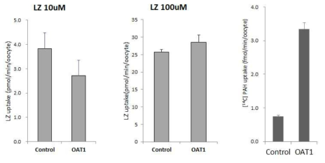 Uptake of Linezolid (10, 100 μM) into X. laevis oocytes expressing OAT1. Each data point represents the mean ± S.E. of 8 oocytes per transport group