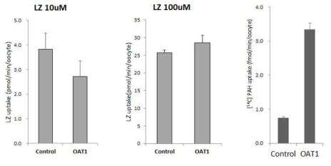 Uptake of Linezolid (10, 100 μM) into X. laevis oocytes expressing OAT1. Each data point represents the mean ± S.E. of 8 oocytes per transport group