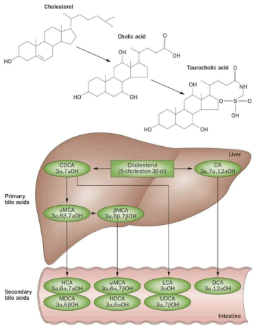 간과 장내에서 여러 가지 종류의 1차 및 2차 담즙산이 만들어지는 개략도. 약자: αMCA, α-muricholic acid; βMCA, β-muricholic acid; ωMCA, ω-muricholic acid; CA, cholic acid; CDCA, chenodeoxycholic acid; DCA, deoxycholic acid; HCA, hyocholic acid; HDCA, hyodeoxycholic acid; LCA, lithocholic acid; MDCA, murideoxycholic acid; UDCA, ursodeoxycholic acid.(출처: Kuipers 등, 2014)