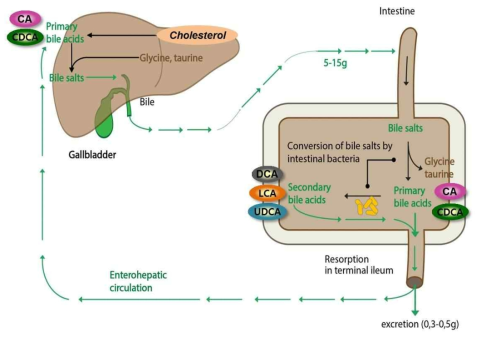 담즙산의 장간순환. 간세포에서 콜레스테롤은 일차 담즙산(primary bile acid)인 콜린산(cholic acid, CA)와 케노데옥시콜린산(chenodeoxycholic acid, CDCA)으로 전환, 글리신(glycine)이나 타우린(taurine)과 결합하여 결합담즙산(conjugated bile acid)을 형성, 담즙염(bile salts)의 형태로 소장으로 배출된다. 담즙염은 장내 세균에 의해 이차 담즙산(Secondary bile acid)인 데옥시콜린산(deoxycholic acid), 리토콜린산 (lithocholic acid), 우르소데옥시콜린산(ursodeoxycholic acid)으로 전환된다. 약 95%의 담즙염은 소장에서 일차담즙산과 이차담즙산의 형태로 혈액으로 재흡수 되는데 소장 초기부위 및 결장에서 확산에 의해 점막에서 흡수되며 나머지는 원위회장(distal ileum)의 장관점막에서 능동운반과정에 의해서 흡수되는 장관순환에 의해, 간문맥 혈액으로 들어가 간으로 되돌아온다