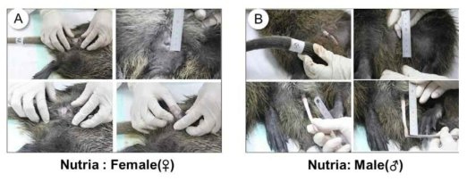 뉴트리아의 암(A)수(B) 구별 조사과정